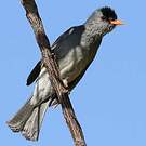 Bulbul de Madagascar