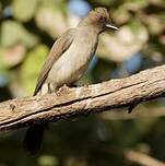 Bulbul des jardins