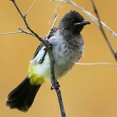 Bulbul tricolore