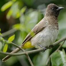 Bulbul tricolore