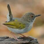 Camaroptère à dos gris