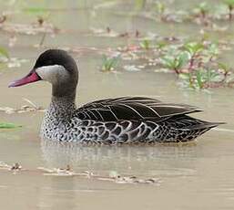 Canard à bec rouge