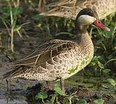 Canard à bec rouge