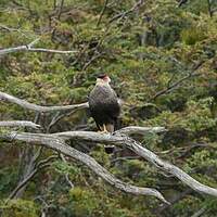 Caracara huppé