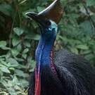 Casoar à casque