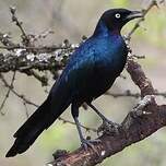 Choucador de Rüppell