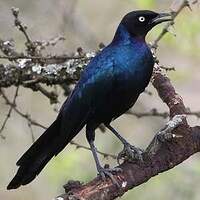 Choucador de Rüppell