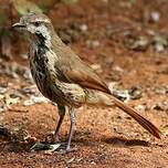 Cichladuse tachetée