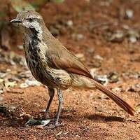 Cichladuse tachetée