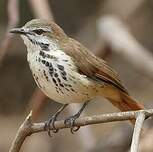 Cichladuse tachetée