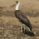 Cigogne à pattes noires