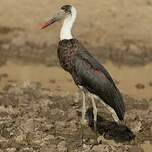 Cigogne à pattes noires