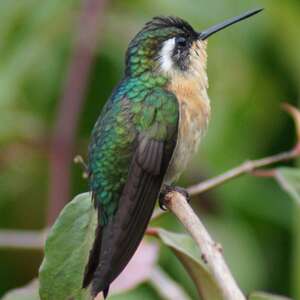 Colibri à queue grise