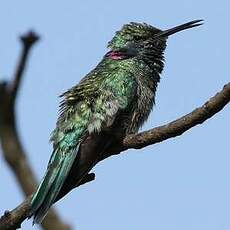 Colibri à ventre blanc