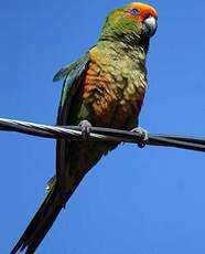 Conure à tête d'or