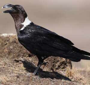 Corbeau à nuque blanche