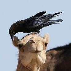 Corbeau brun