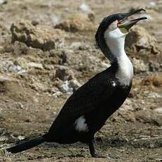 Cormoran à poitrine blanche