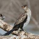 Cormoran africain
