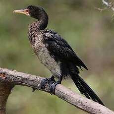 Cormoran africain