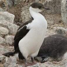 Cormoran antarctique