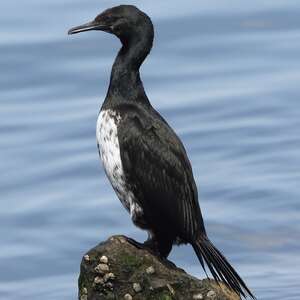 Cormoran de Magellan