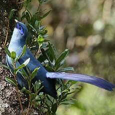 Coua bleu