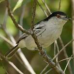 Cubla boule-de-neige