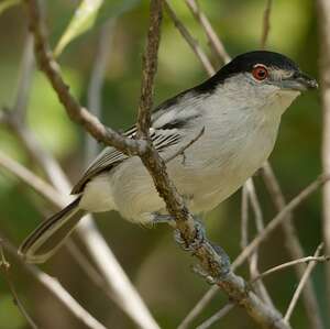 Cubla boule-de-neige