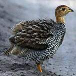 Francolin coqui