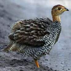 Francolin coqui