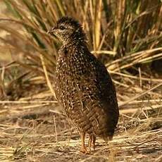 Francolin de Swainson