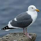 Goéland d'Audubon
