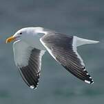Goéland d'Audubon