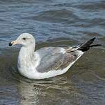 Goéland d'Audubon