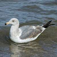 Goéland d'Audubon