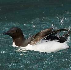 Guillemot de Brünnich