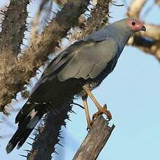 Gymnogène de Madagascar