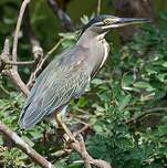 Héron des mangroves