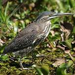 Héron des mangroves
