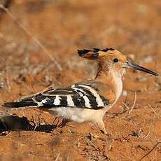 Huppe de Madagascar