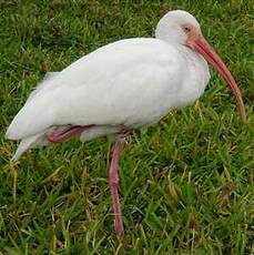 Ibis blanc