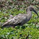 Ibis plombé