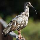 Ibis plombé