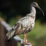 Ibis plombé