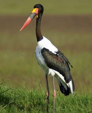 Jabiru d'Afrique