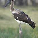 Jabiru d'Afrique