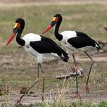 Jabiru d'Afrique