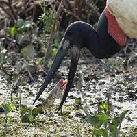 Jabiru d'Amérique