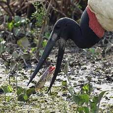 Jabiru d'Amérique